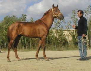 Karabagh-Pferd